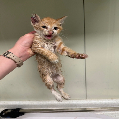 누리동물병원_426333202300387